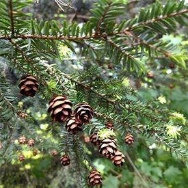 Spruce-Eastern Hemlock (Tsuga canadensis)