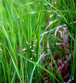 Sweetgrass Hydrosol (Hierochloe odorata)