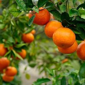 Tangerine-Dancy (Citrus reticulata)