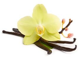 Vanilla Absolute-(Vanilla planifolia)