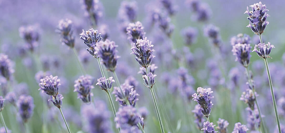 Culinary Lavender