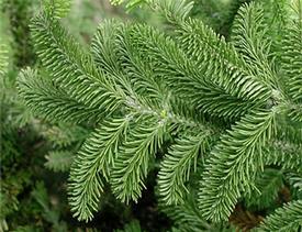 Fir, Balsam (Abies balsamea)