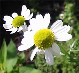 Chamomile, Roman (Anthemis nobilis)