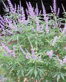 Chaste Tree Leaf (Vitex agnus castus)