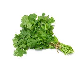 Cilantro (Coriandrum sativum)