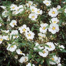 Cistus a/k/a Rock Rose and Labdanum(Cistus ladaniferus)