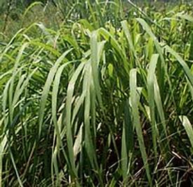 Citronella-Java Type (Cymbopogon winterianus)