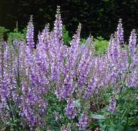 Clary Sage (Salvia sclarea)