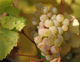 Cognac - White  (Vitis vinifera)