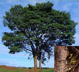 Copaiba Balsam (Copaifera langsdorfii)