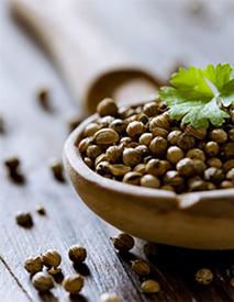 Coriander Seed (Coriandrum sativum)