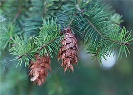 Fir, Douglas (Pseudotsuga menziesii)