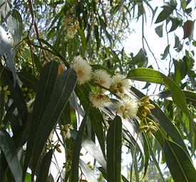 Eucalyptus (Eucalyptus globulus)