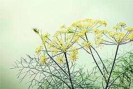 Fennel, Sweet - (Foeniculum vulgare)