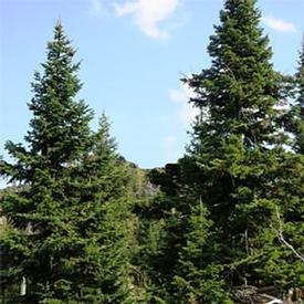 Fir, Siberian (Abies sibirica)