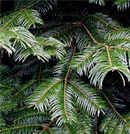 Fir, Silver (White)  (Abies alba)