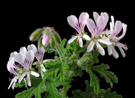 Geranium, Rose (Pelargonium roseum)