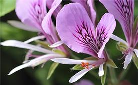 Geranium (Pelargonium x asperum)