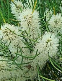 Honey Myrtle (Melaleuca teretifolia)