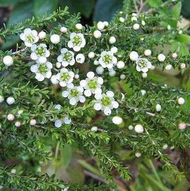 Tea Tree-Lemon (Leptospermum petersonii)