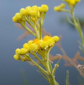 Helichrysum (Helichrysum gymnocephalum)