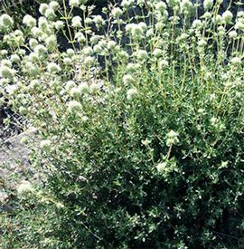 Marjoram-Spanish(Thymus mastichina)