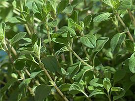 Marjoram-Sweet (True) (Origanum marjorana)