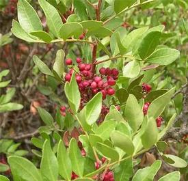 Mastic (Pistacia lentiscus)