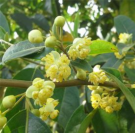 May Chang (Litsea cubeba)