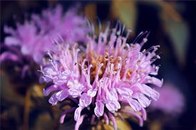 Monarda (Monarda fistulosa) - Wild Bergamot or Bee Balm