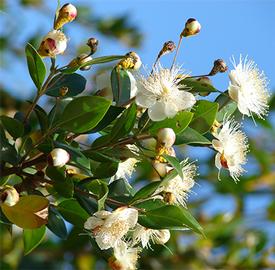 Myrtle Leaf-Red (Myrtus communis)