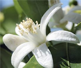 Neroli (Citrus aurantium var. amara)