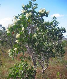 Niaouli (Melaleuca quinquenervia)