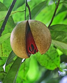 Nutmeg (Myristica fragrans)