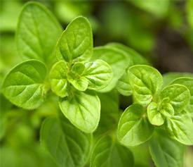 Oregano (Origanum vulgare)(Carv. 71.3%)