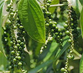 Pepper - Black (Piper nigrum)