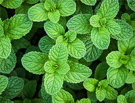 Peppermint (Mentha x. piperita)