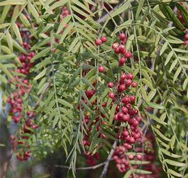 Pepper Tree-Pink (Schinus molle L.)