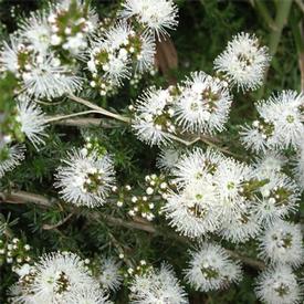 Rosalina  (Melaleuca ericifolia smith)