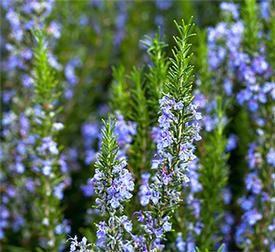 Rosemary ct cineole (Rosmarinus officinalis)