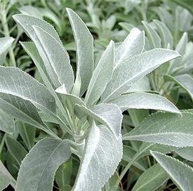 Sage-White (Salvia apiana)