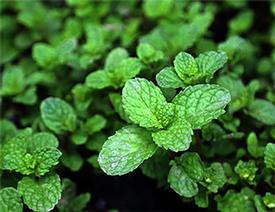 Spearmint (Mentha spicata)