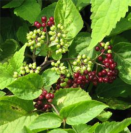 Spikenard-Green (Nardostachys jatamansi) TEMP OUT OF STOCK