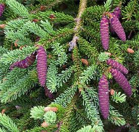 Spruce-White (Picea glauca)