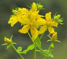 St. Johns Wort (Hypericum perforatum)