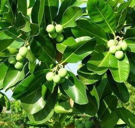 TAMANU (Foraha) OIL (Calophyllum inophyllum)