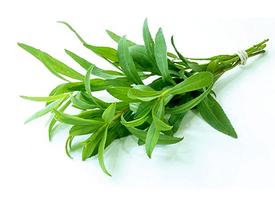 Tarragon (Artemesia dracunculus)