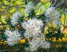 Tea Tree (Melaleuca alternifolia)