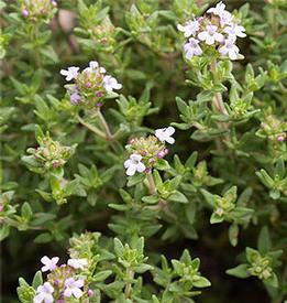 Thyme-Thymol (Thymus vulgaris)