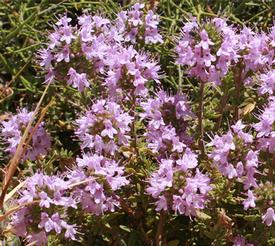 Thyme-Borneol (Thymus satureioides)